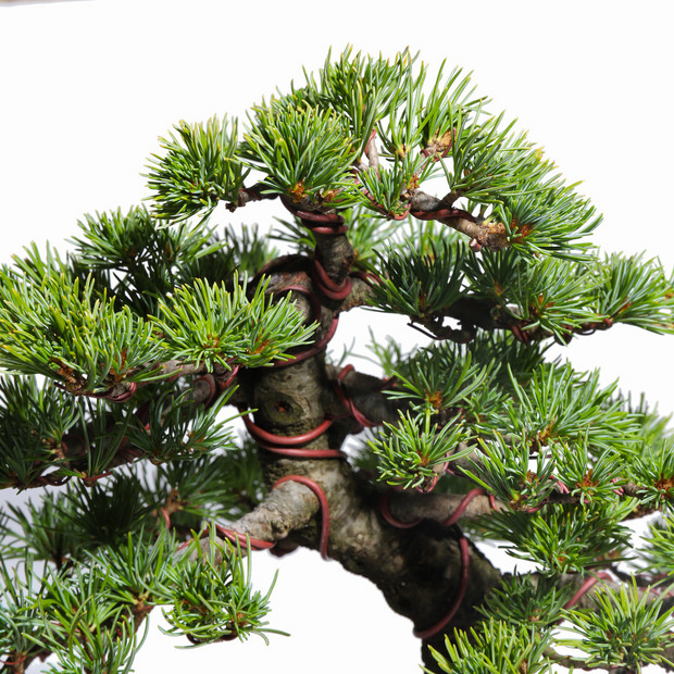 五葉松　-Japanese white pine-　（推定樹齢40年）-M0017- 詳細画像